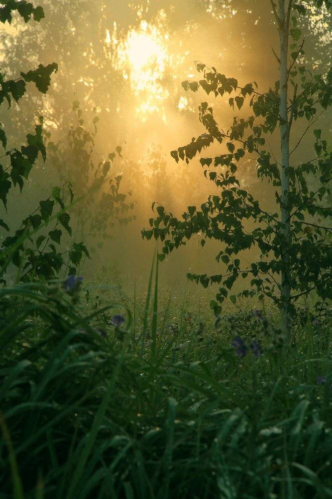 , Николай Морский