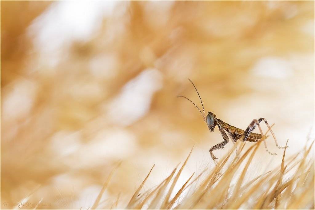 ameles, heldreichi, богомол, амелес, Надежда Муравьёва