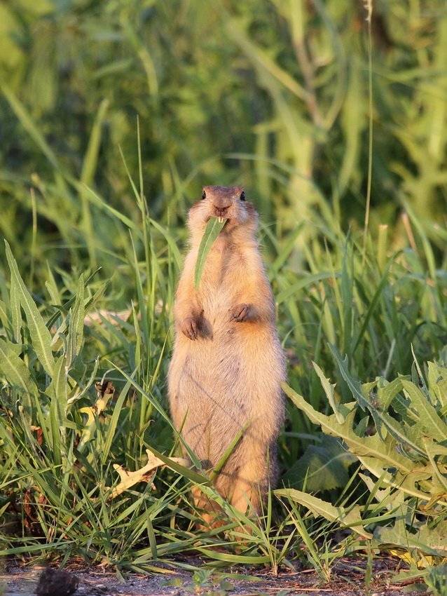 , Васенин Валерий