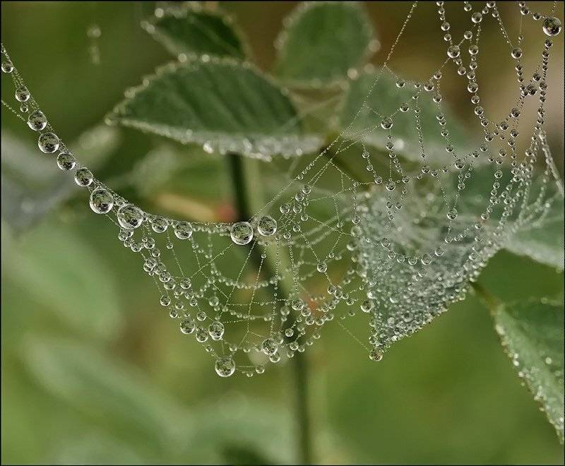 о, многом, ни, слова..., Андрей Осокин