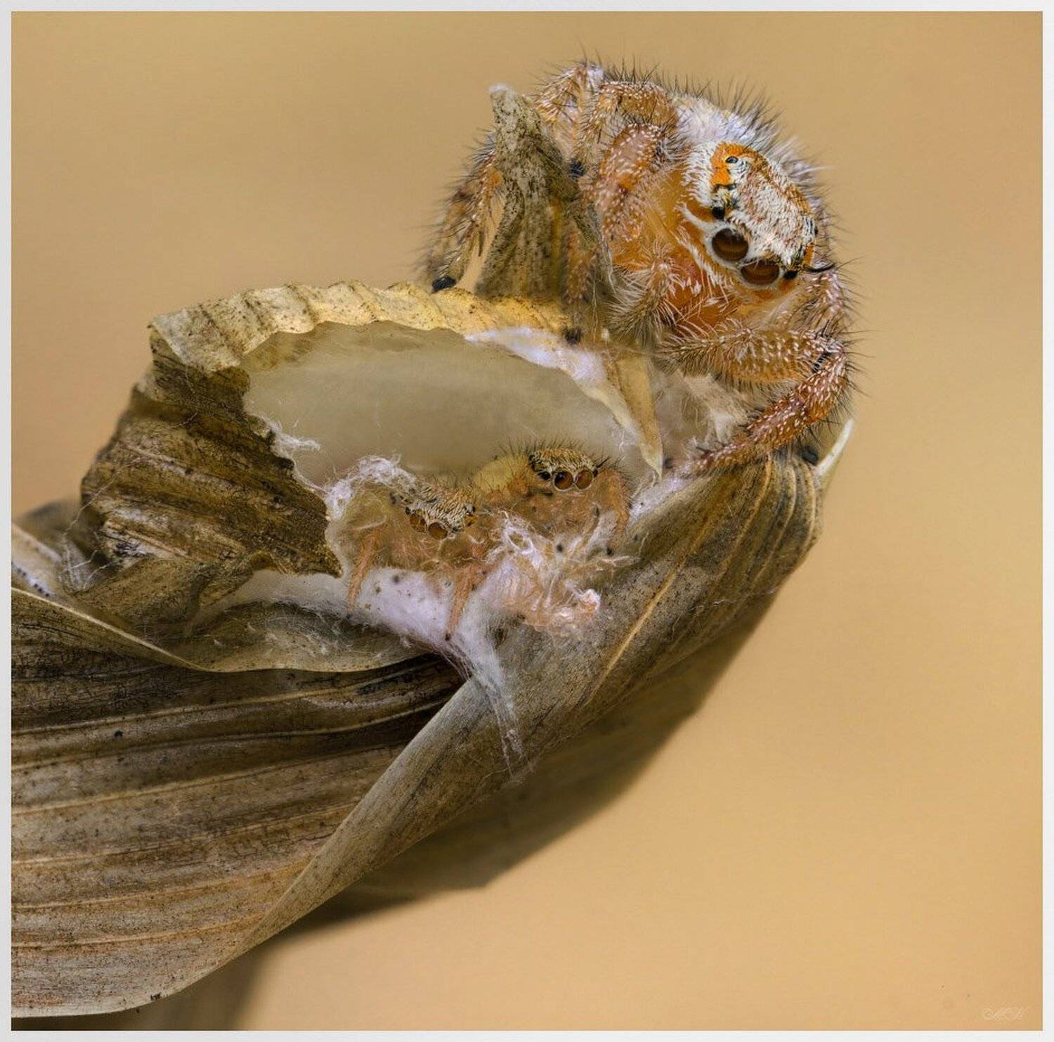 паук, скакун, семья, Miron Karlinsky