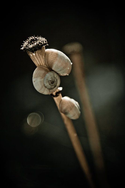 snails, brush, flare  фото превью