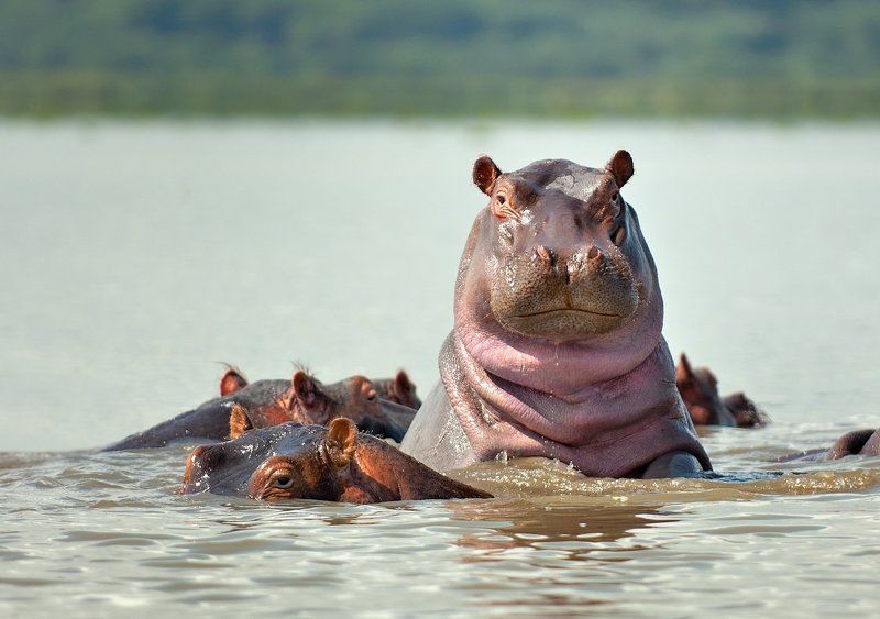 Ловелас