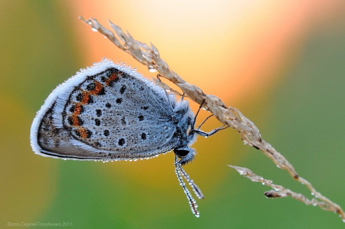, Сергей Голубенко