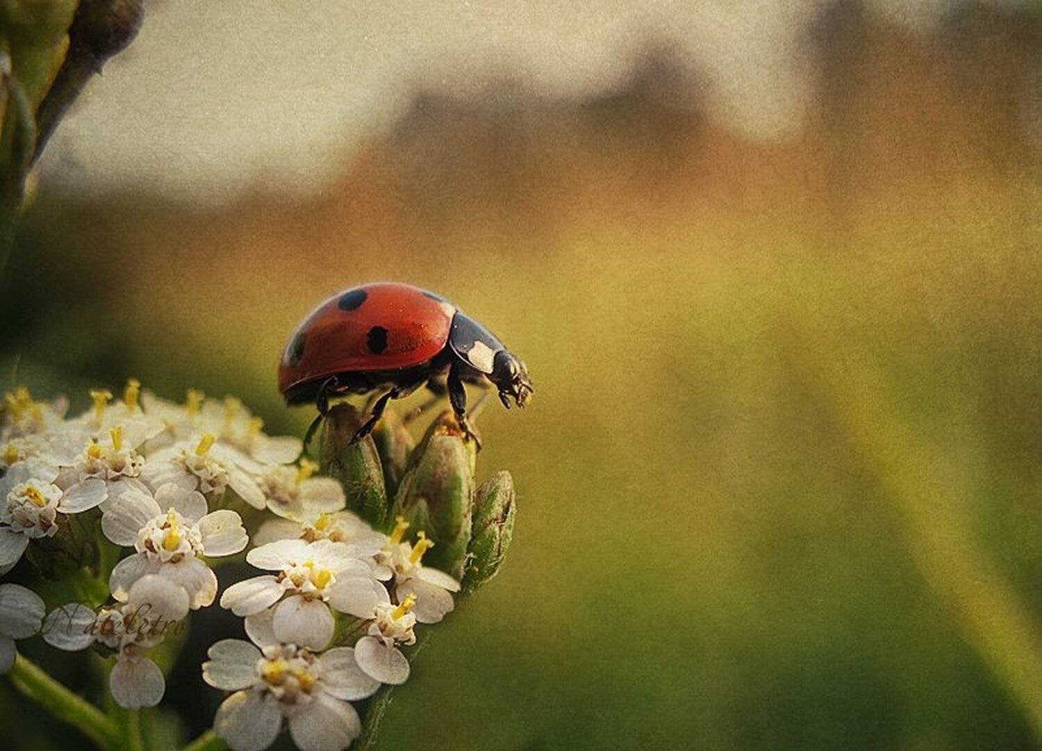 , Наталья Кузнецова (Nateletro)