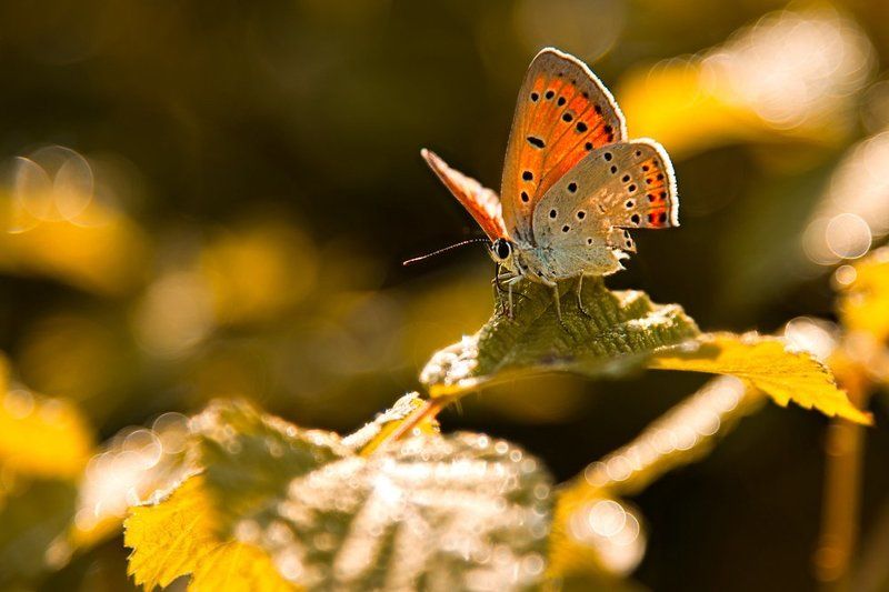 sunrise, flowers, butterfly  фото превью