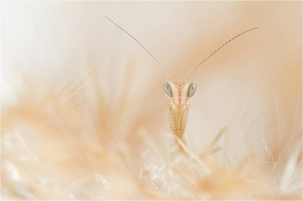 богомол, iris, polystictica, личинка, Надежда Муравьёва