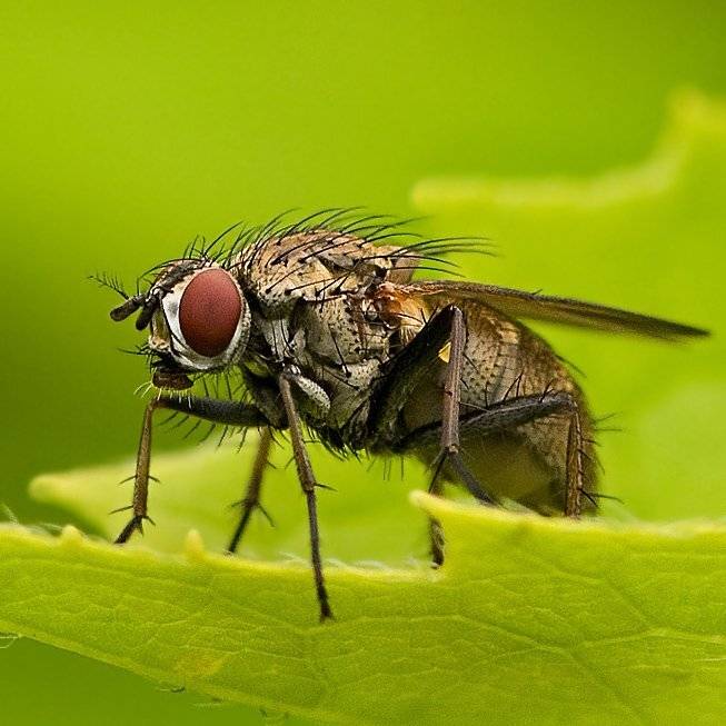 макромир, муха, Александр Демин