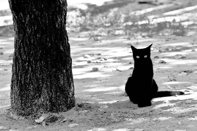 , Владимир Белый