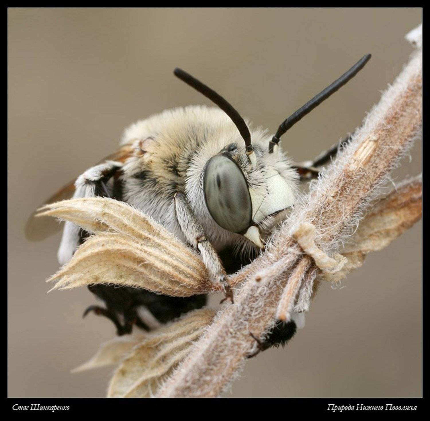 , Стас Шинкаренко