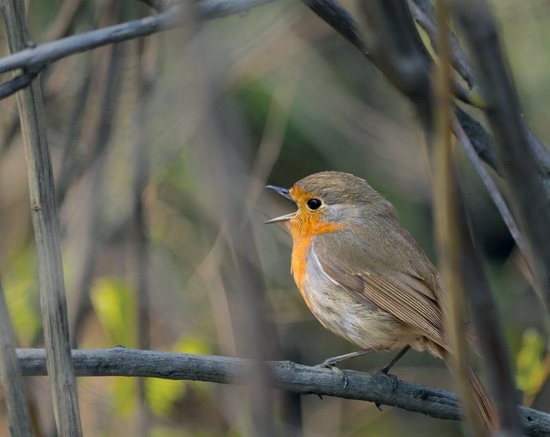 малиновка, зарянка, erithacus, rubecula  фото превью