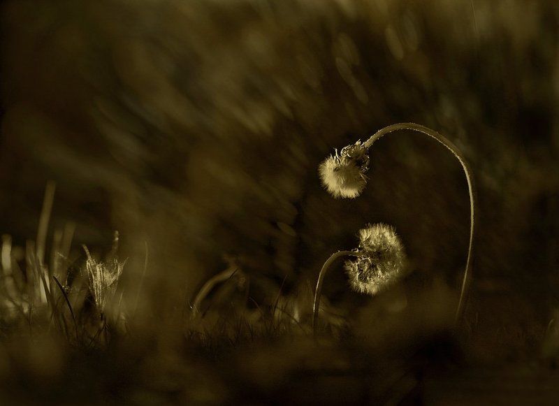 печаль, грусть, одуванчики, старость старость... фото превью