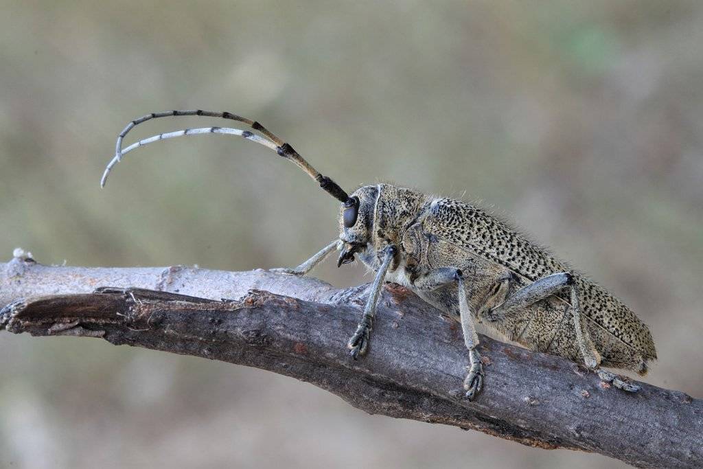 скрипун, осиновый, (saperda, carcharias), Сергей Таланов