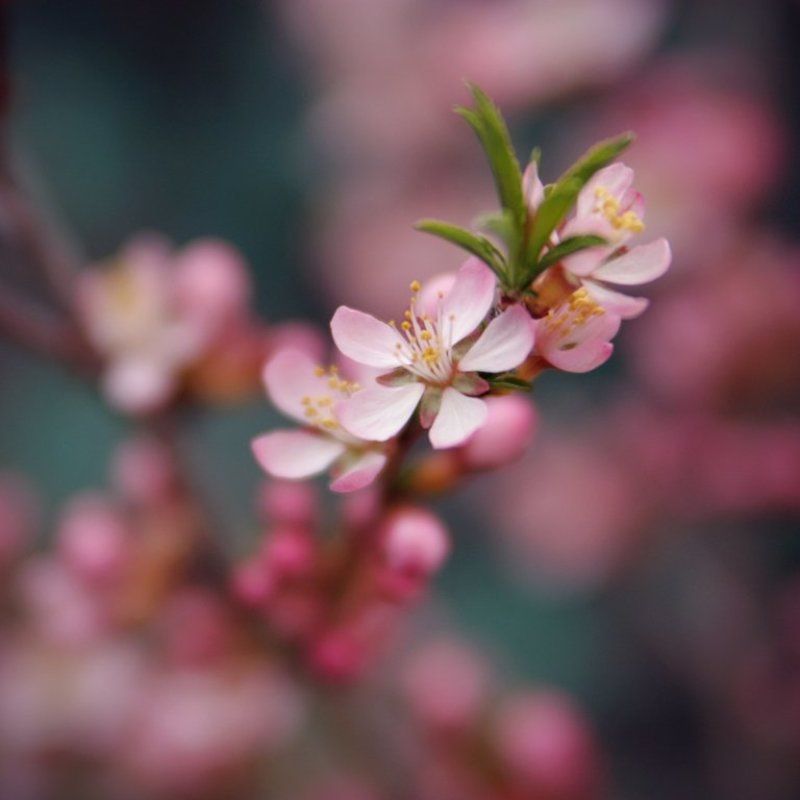 миндаль фото превью