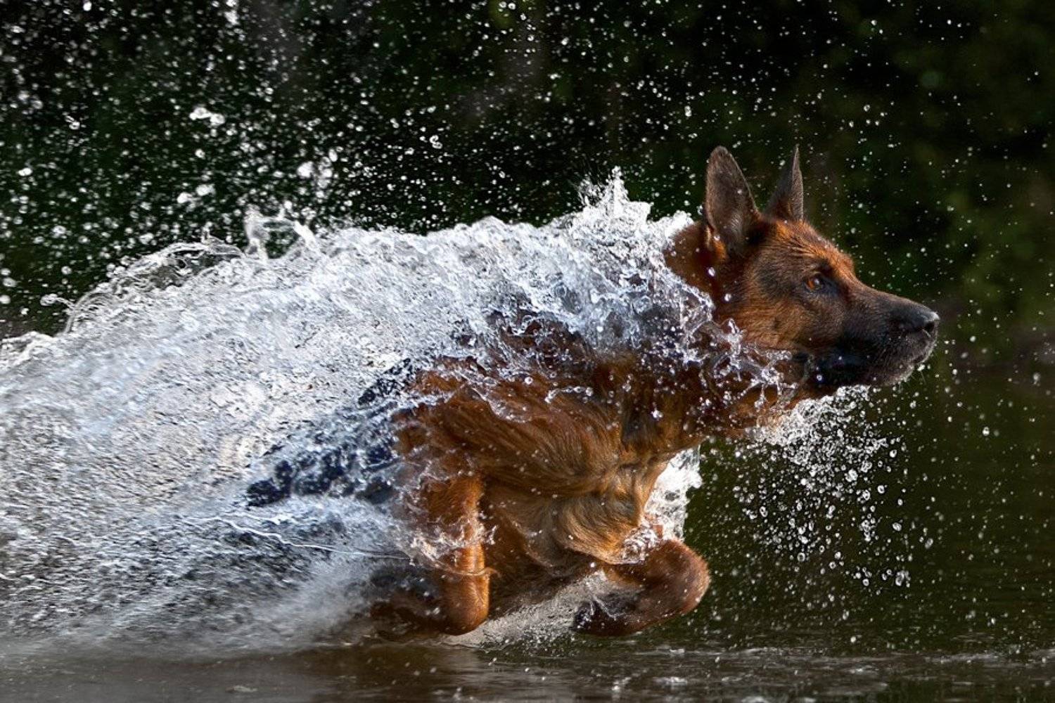 , игорь перфильев