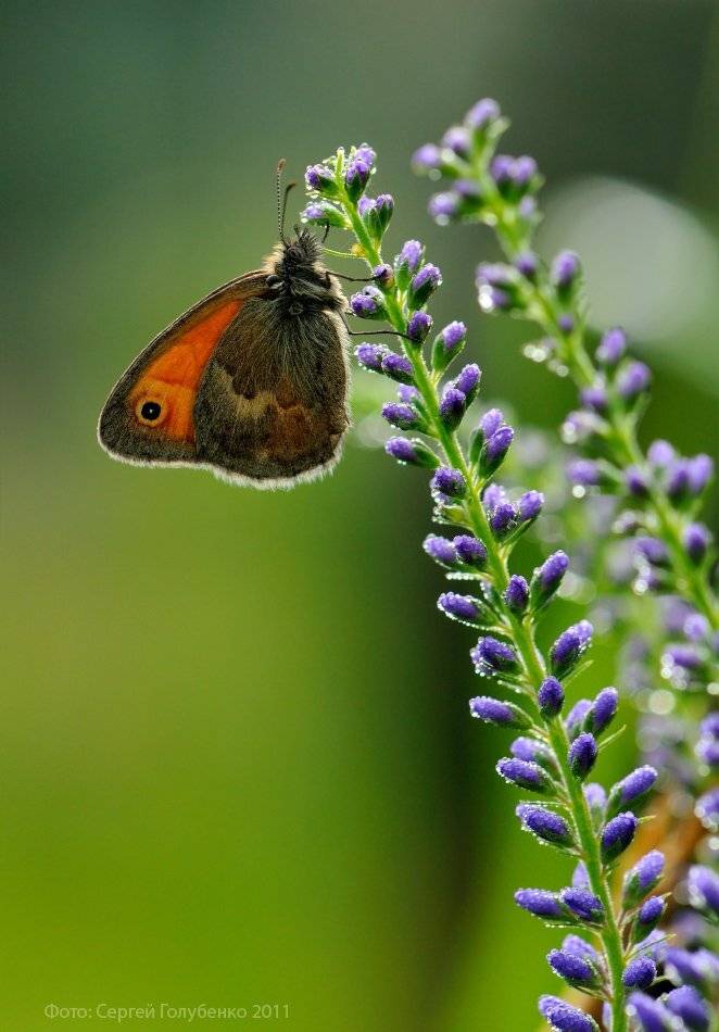 , Сергей Голубенко