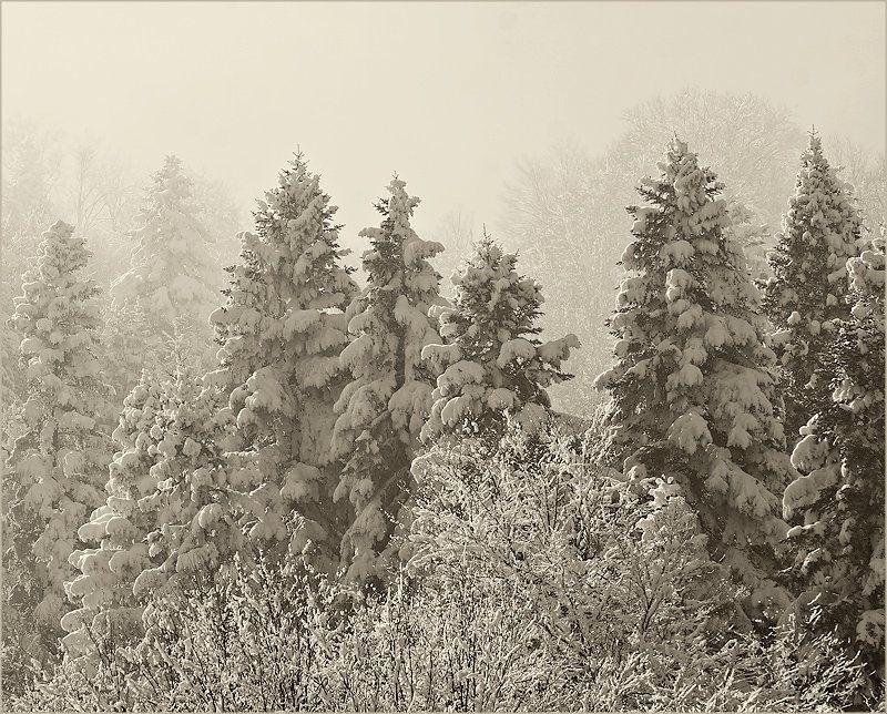 winter  фото превью