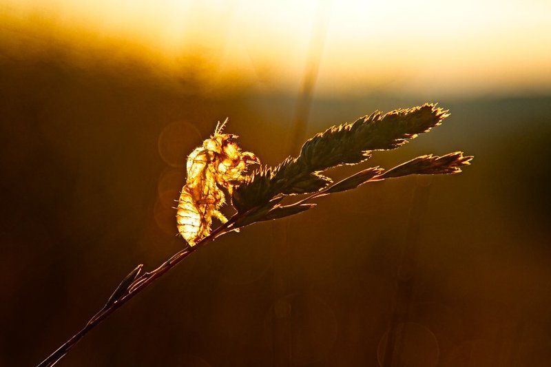 cicada, sunrise, croatia, zadar  фото превью