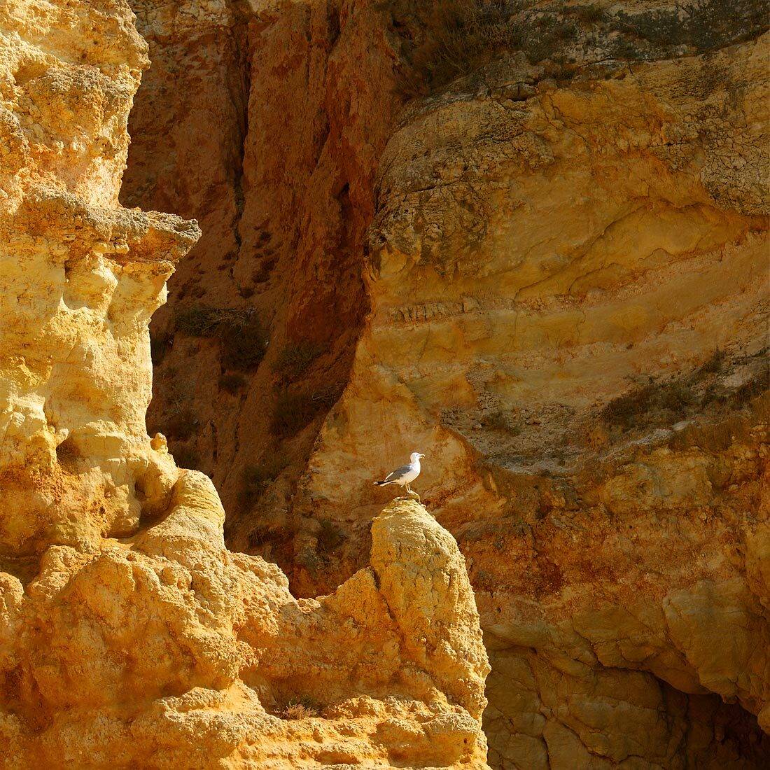 скала, чайка, Игорь Дубровский