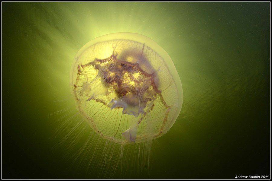 , Андрей Кашин