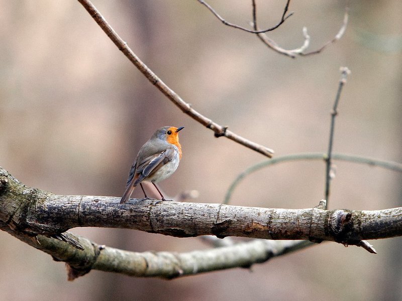 Голоса природы фото превью