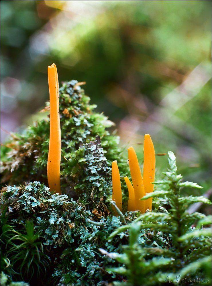 portra, sekor, raynox, mamiya, Ковалевич А.