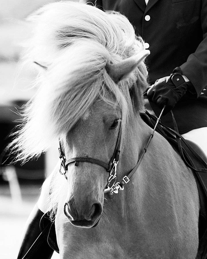 лошадь, Ксения