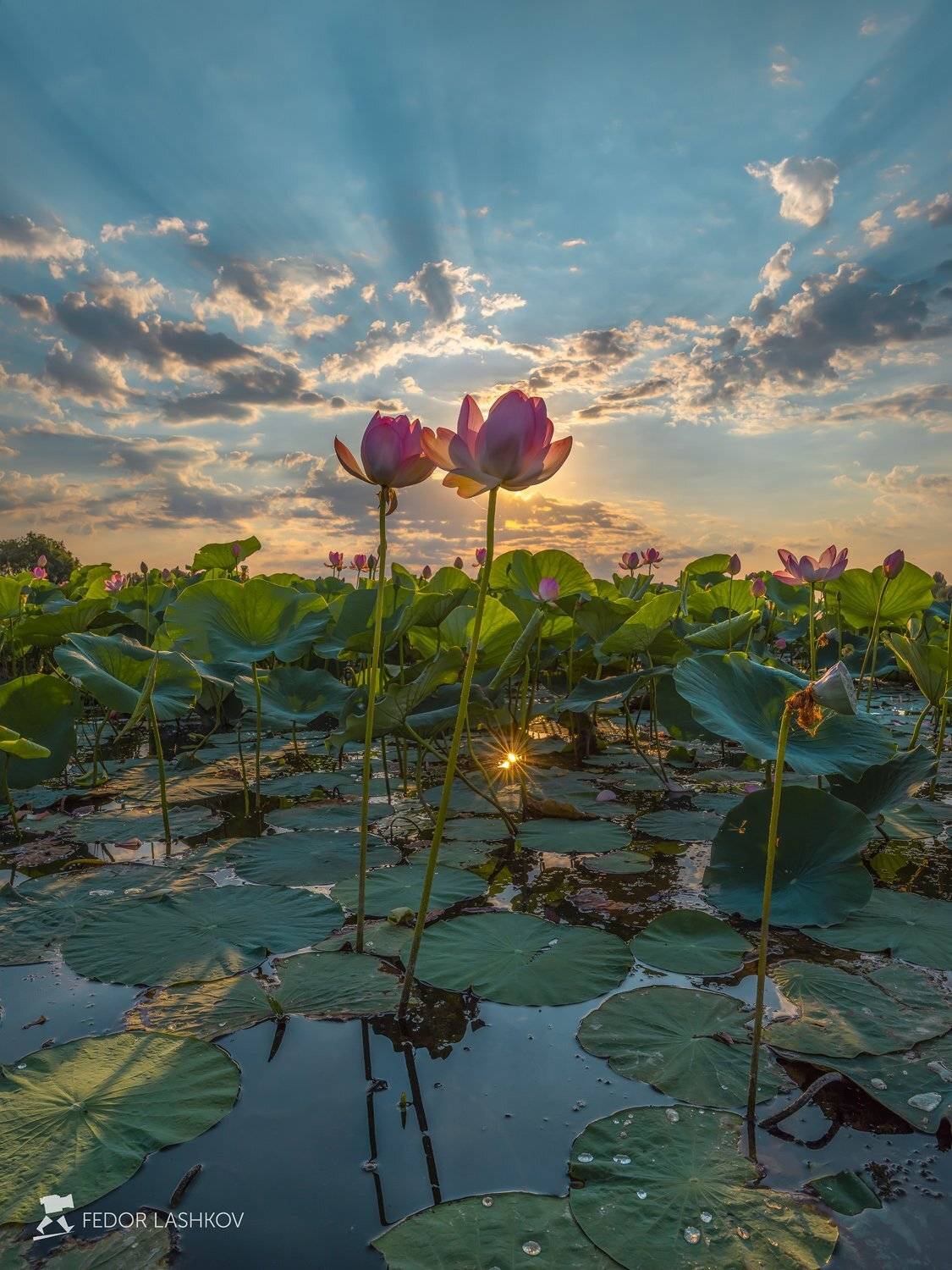 pentax645z, pentaxrussia, pentax, астраханская область, волга, дельта, астраханский государственный биосферный заповедник, лотос, цветы, лето, рассвет, солнце, лучи,, Лашков Фёдор