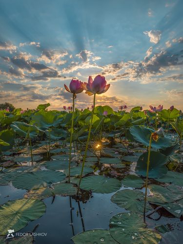 В лучах славы