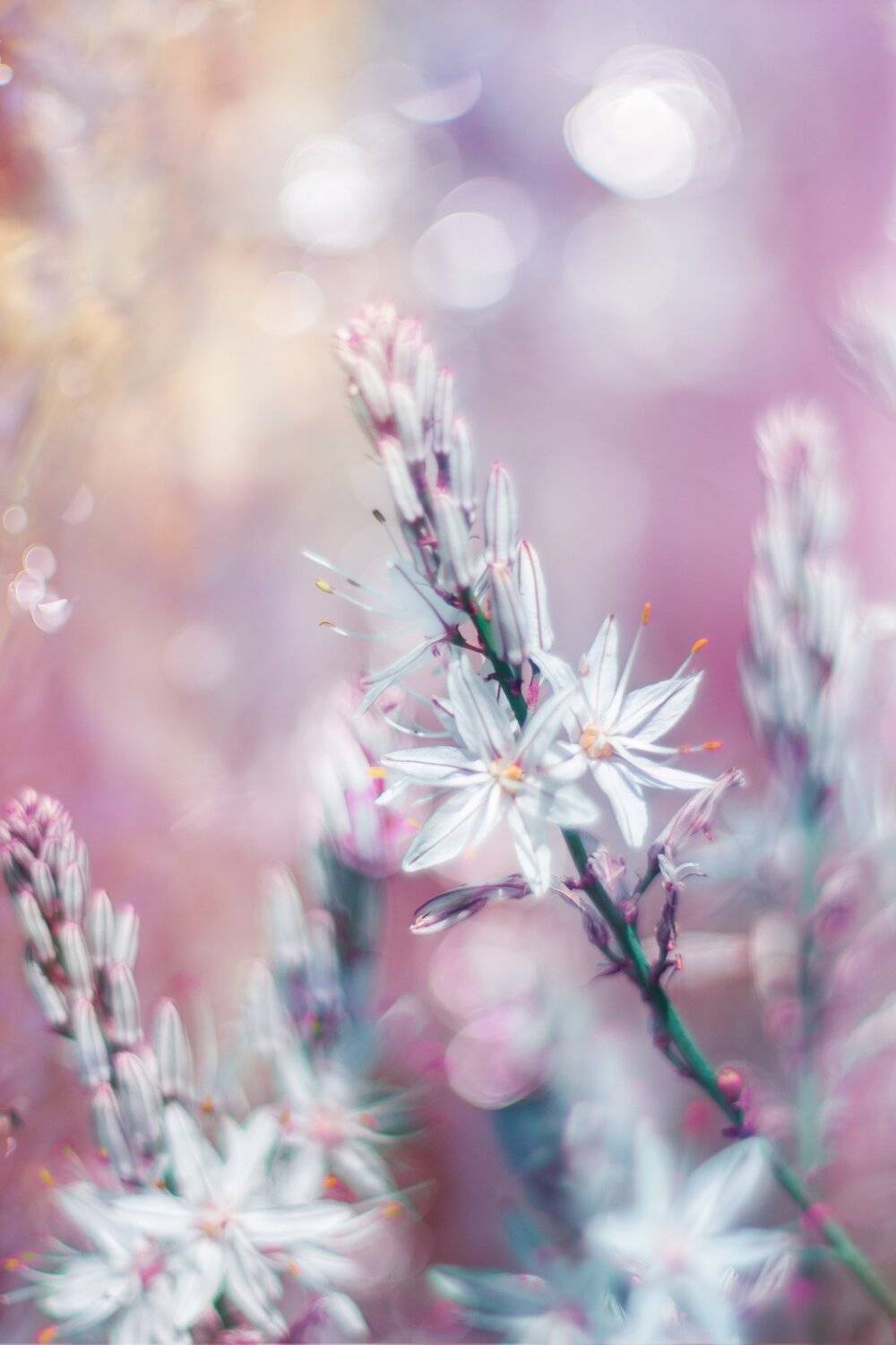 PInk,white,nikon,bokeh,flowers,garden,season,spring,, Борислав Алексиев