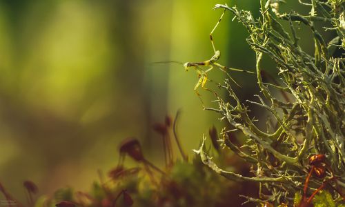 Лесное путешествие