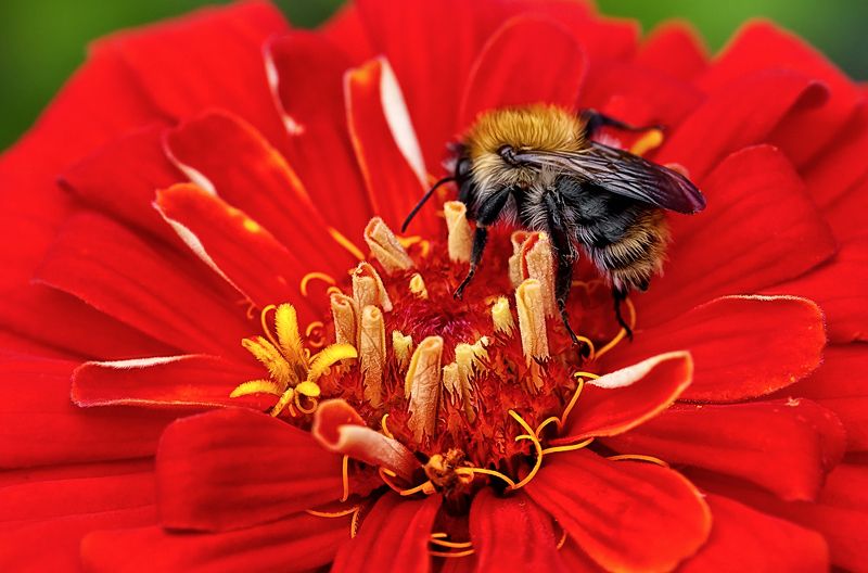 макро шмель \