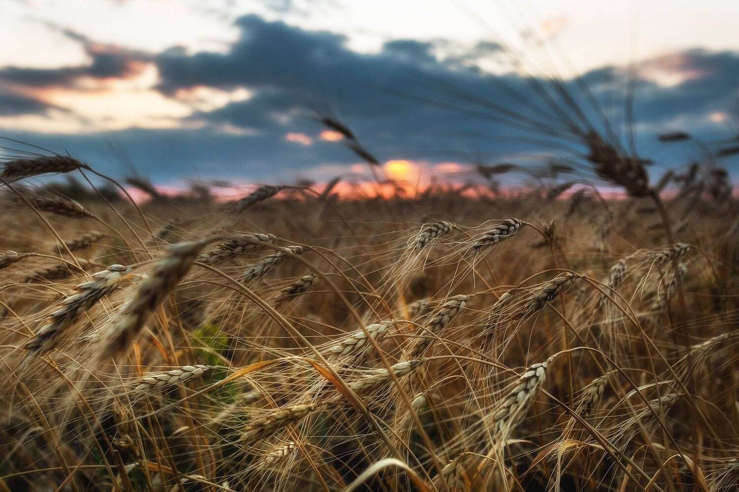 , Павел Сагайдак