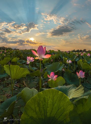 Рассвет над плантацией лотосов