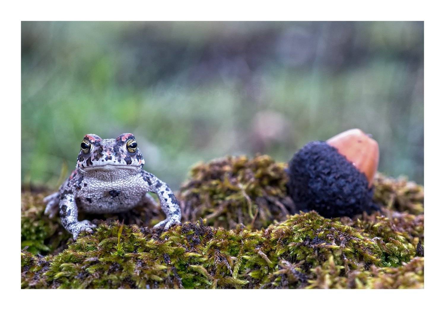 macro animals amphibian anuros fauna nature, Luis Antonio Clemente Rodriguez