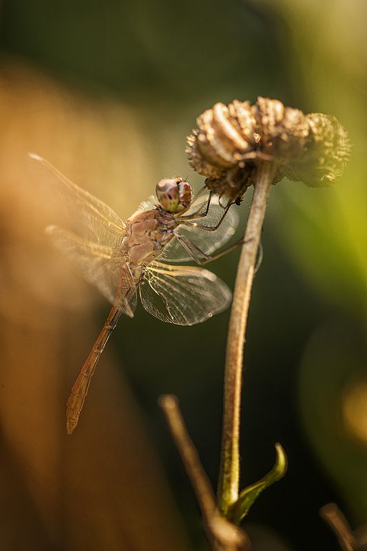 * фото превью