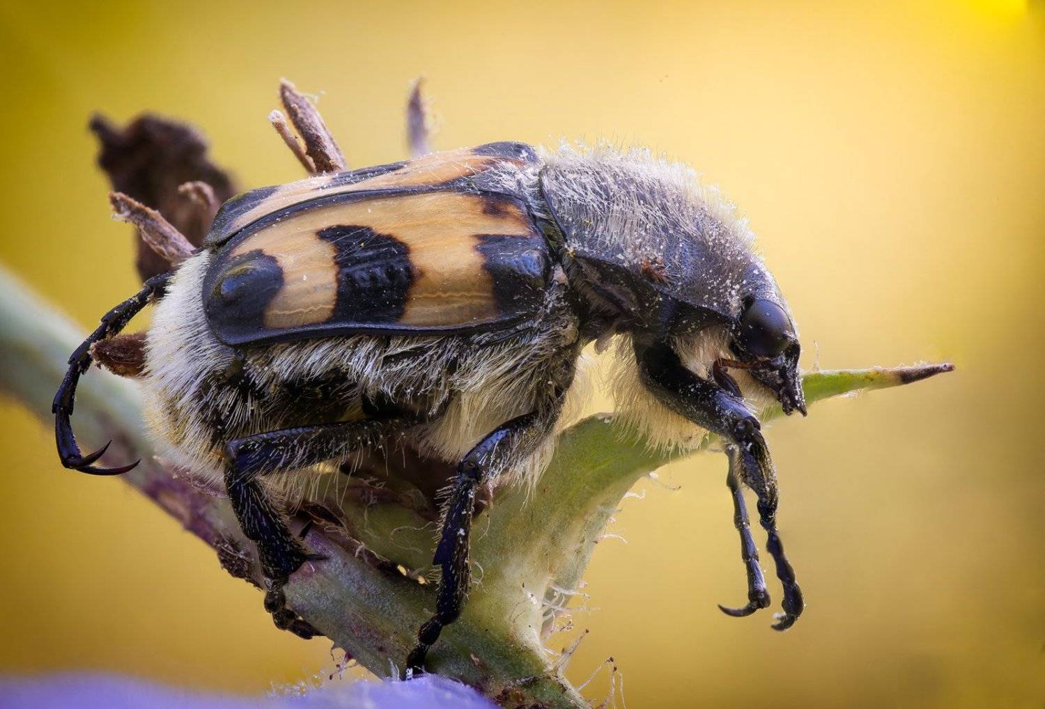 , Кузнецов Дмитрий