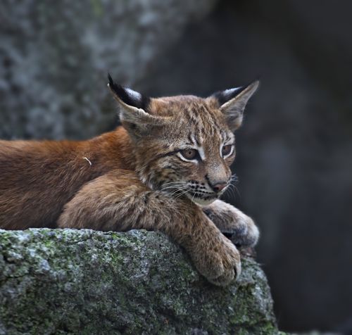 Lynx