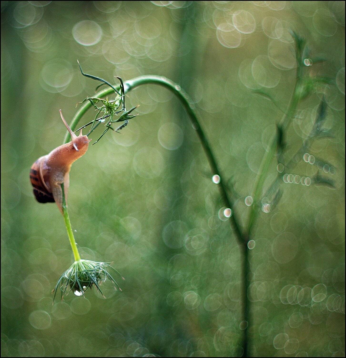 , Krzysztof Trojanowski