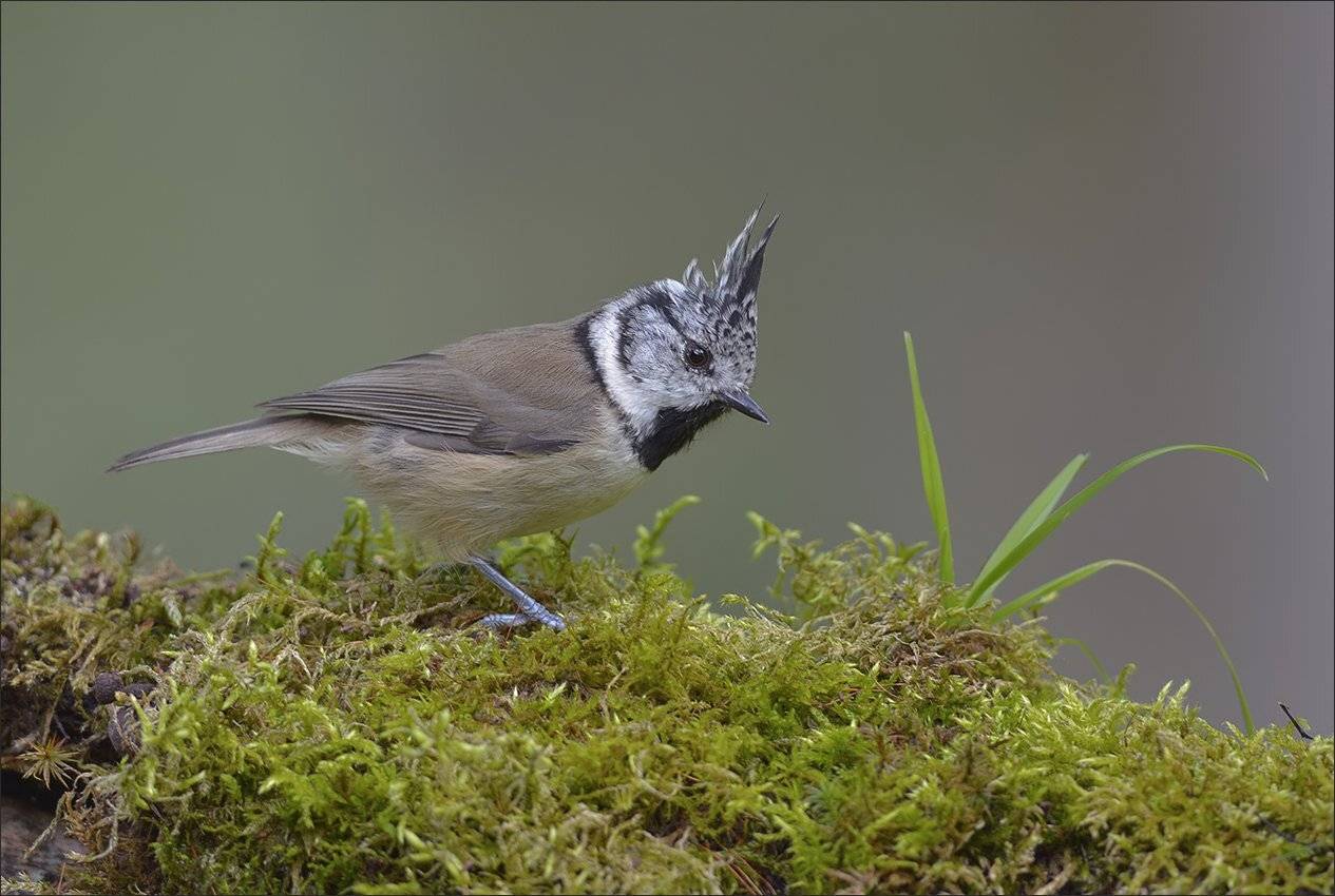 гренадёрка, Андрей Медведев