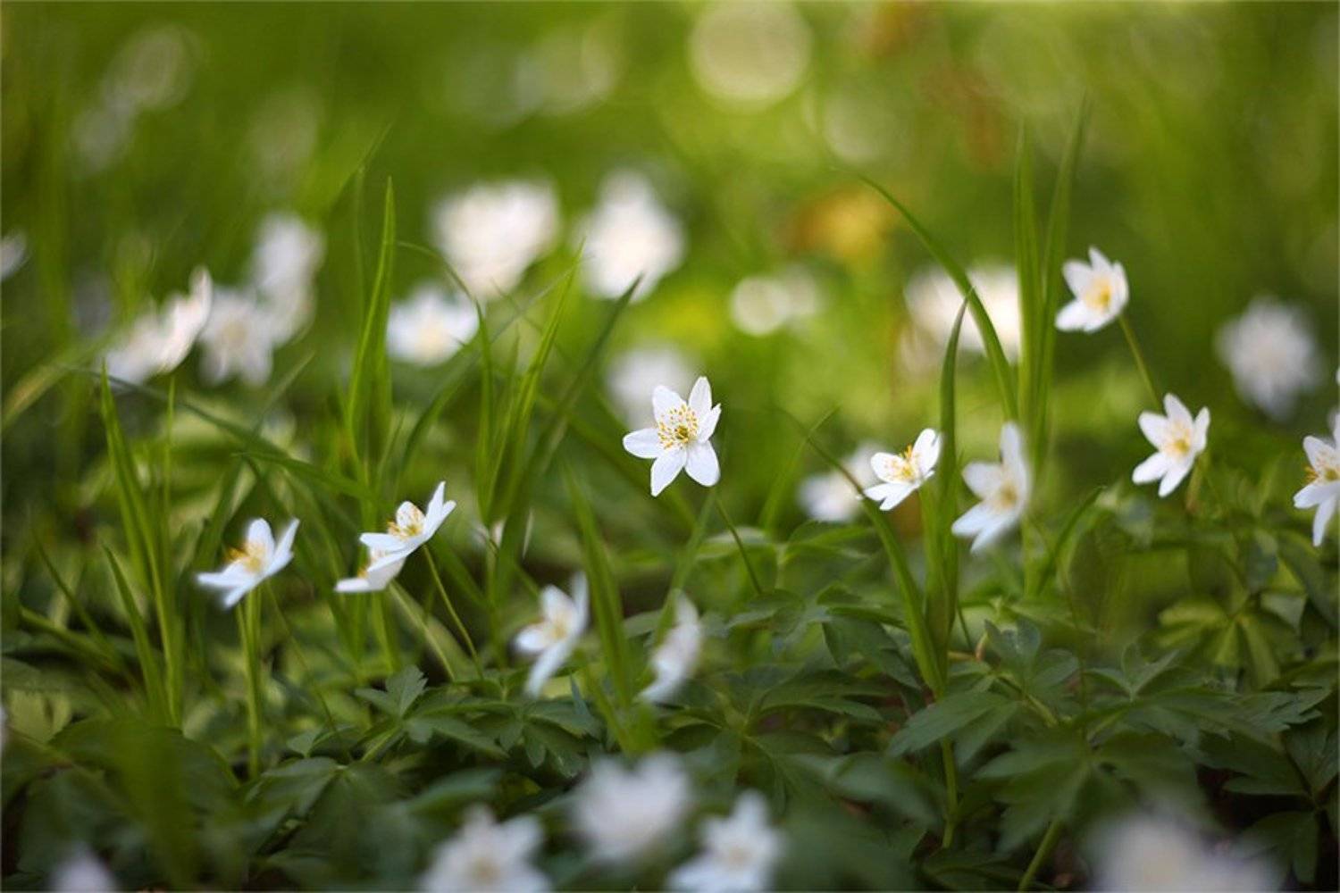 , Наталья Ова