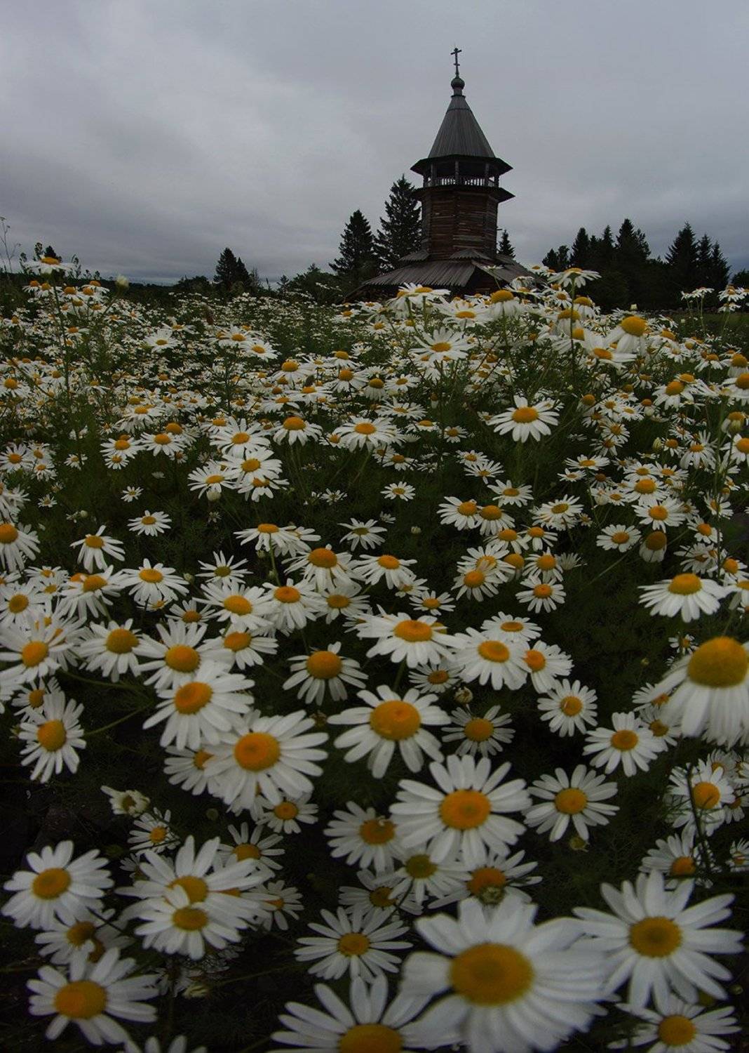 кижи, Петр Косых