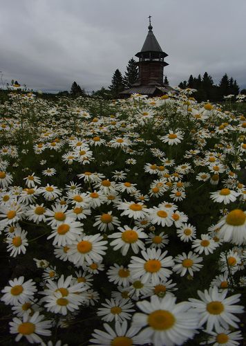Поляна ромашек