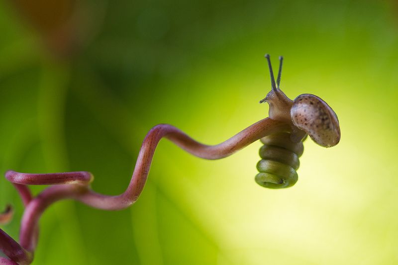 макро, улитки Мечтательница фото превью