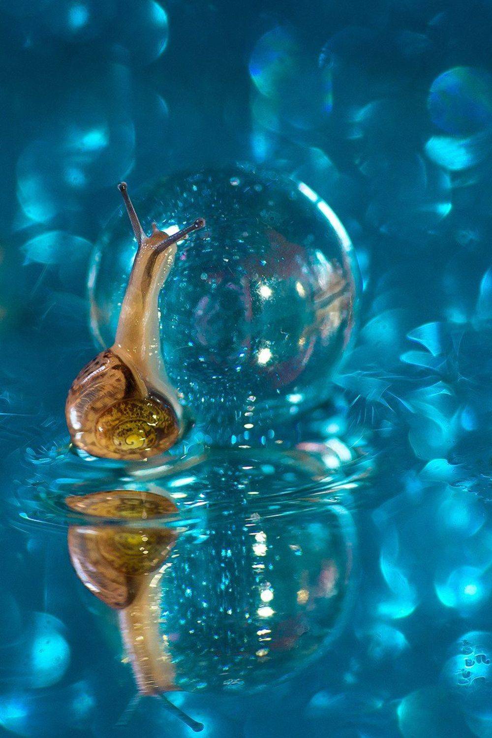 макро, улитки, Светлана Кужагалиева