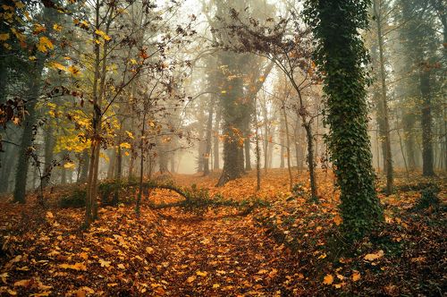 autumn in the park