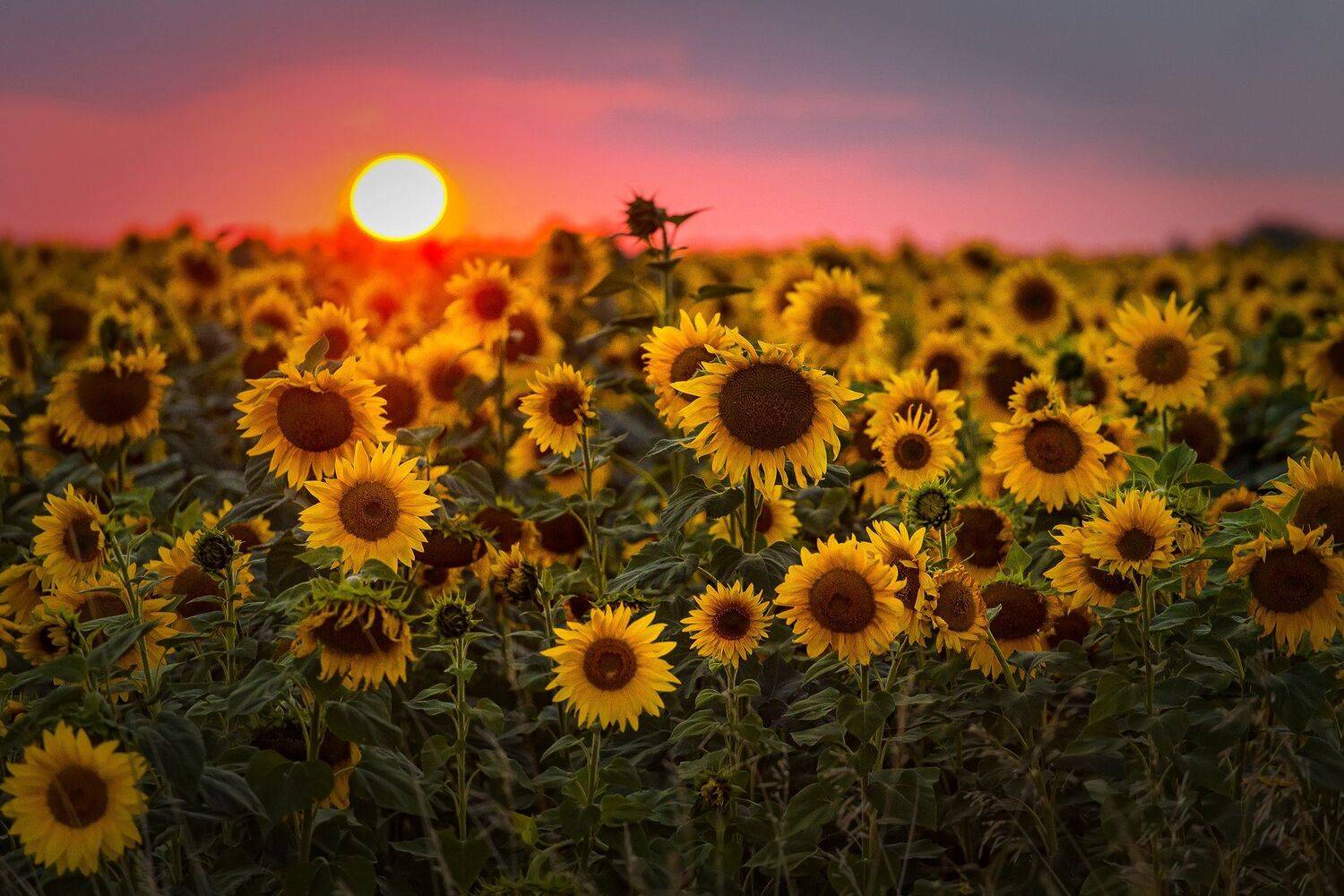 , Павел Сагайдак