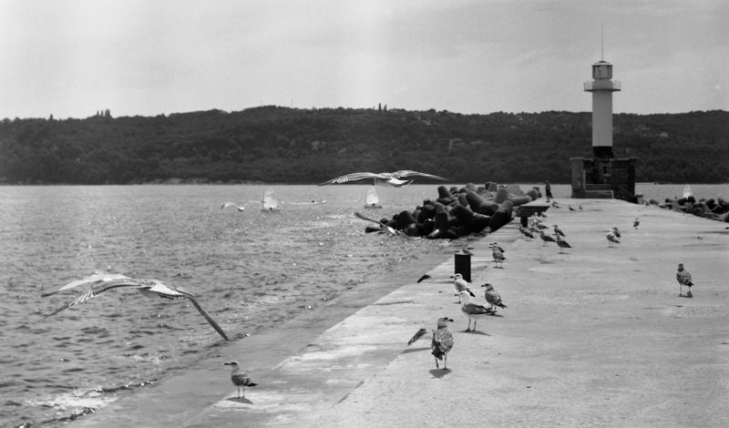 black, white, b&w, film, lighthouse, sea, summer, seagulls, varna, bulgaria, 6x6, medium, format Summer фото превью