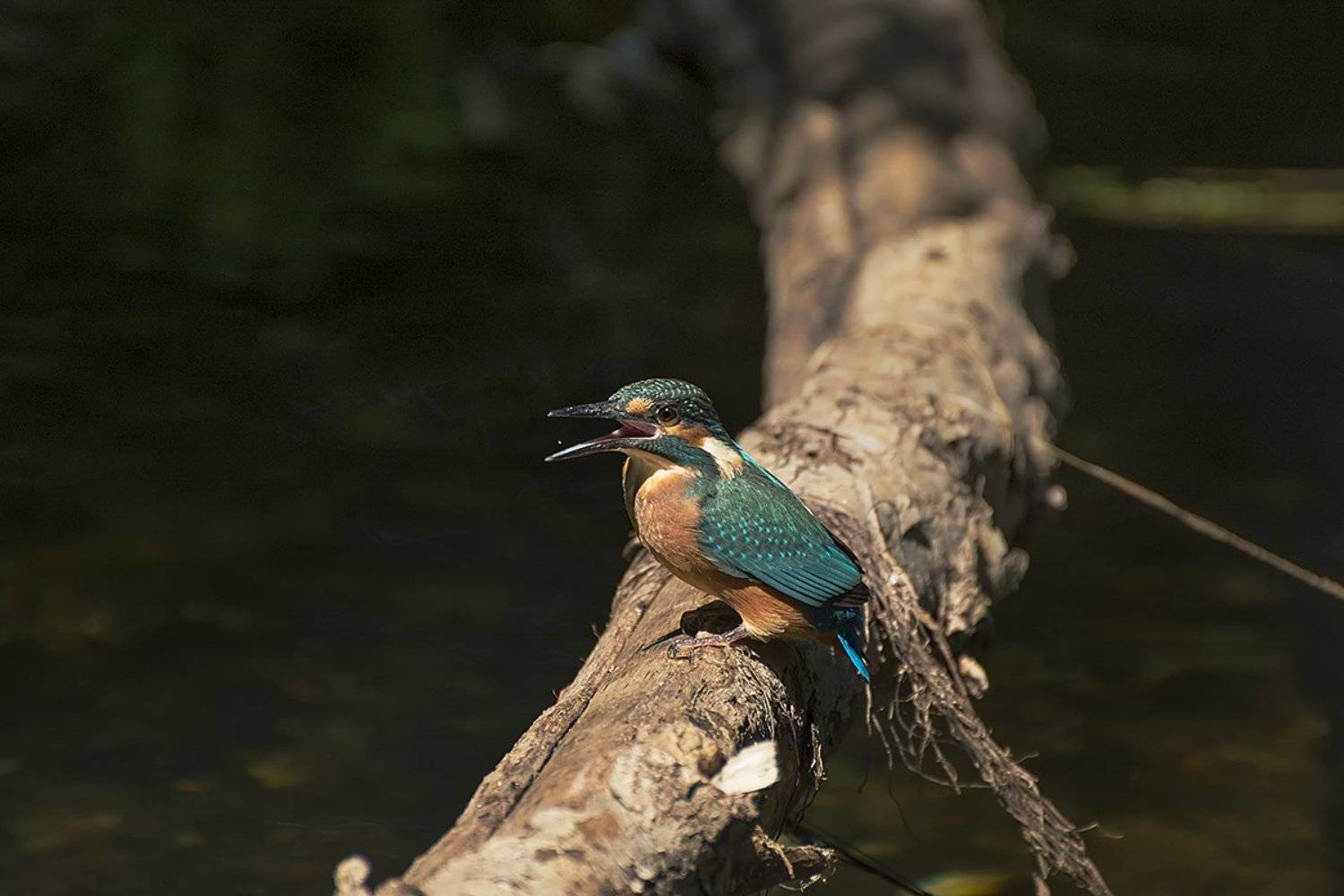 , Анатолий Зверев