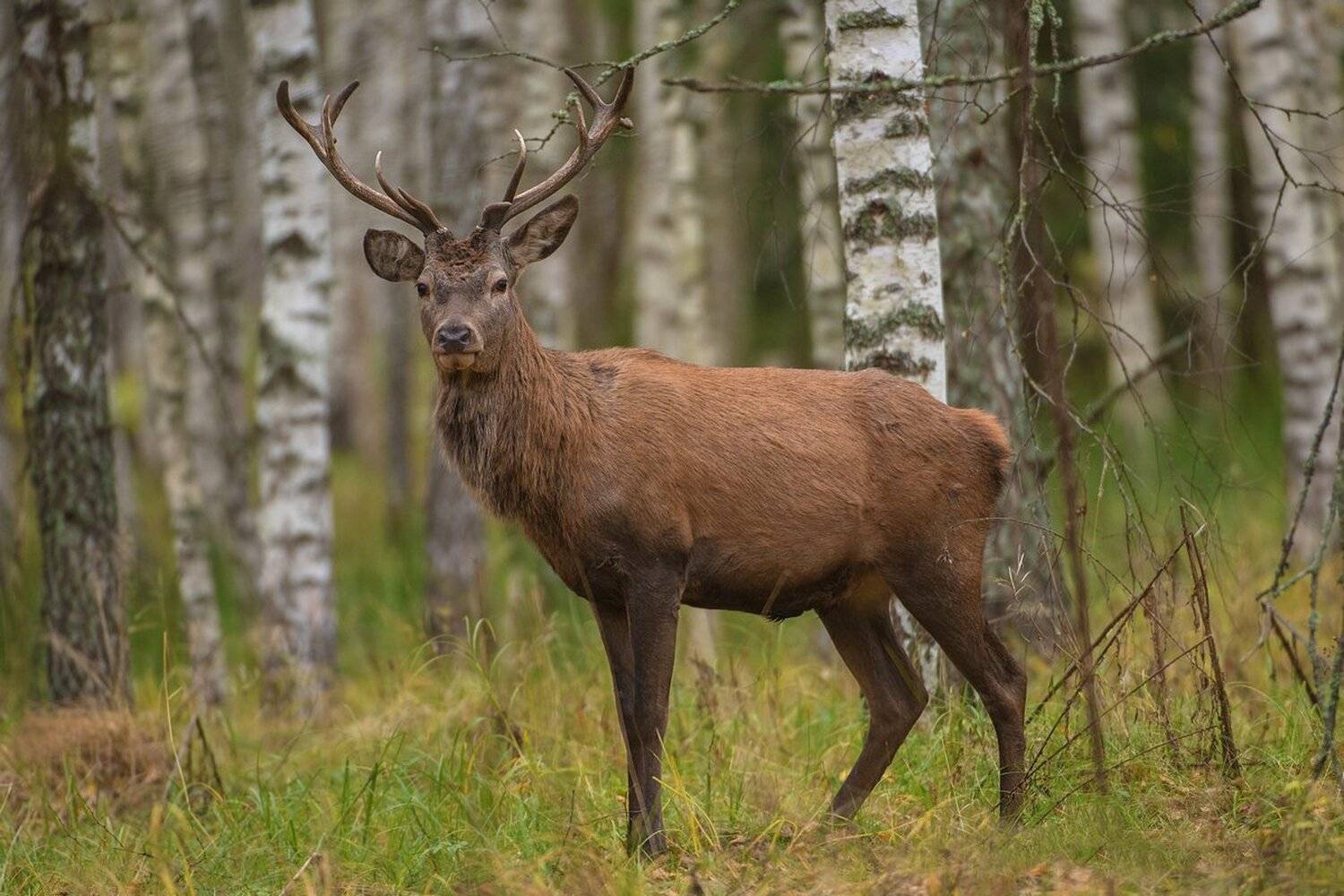 олень, Александр Маркелов